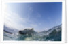 Swimming Polar Bear, Hudson Bay, Nunavut, Canada by Anonymous