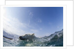 Swimming Polar Bear, Hudson Bay, Nunavut, Canada by Anonymous