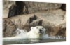 Swimming Polar Bear, Hudson Bay, Nunavut, Canada by Anonymous