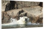 Swimming Polar Bear, Hudson Bay, Nunavut, Canada by Anonymous
