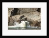 Swimming Polar Bear, Hudson Bay, Nunavut, Canada by Anonymous