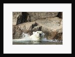 Swimming Polar Bear, Hudson Bay, Nunavut, Canada by Anonymous