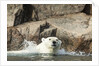 Swimming Polar Bear, Hudson Bay, Nunavut, Canada by Anonymous