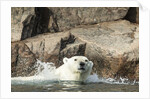 Swimming Polar Bear, Hudson Bay, Nunavut, Canada by Anonymous