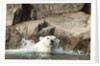 Swimming Polar Bear, Hudson Bay, Nunavut, Canada by Anonymous