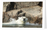Swimming Polar Bear, Hudson Bay, Nunavut, Canada by Anonymous