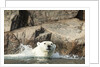 Swimming Polar Bear, Hudson Bay, Nunavut, Canada by Anonymous