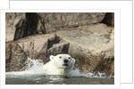 Swimming Polar Bear, Hudson Bay, Nunavut, Canada by Anonymous