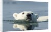 Swimming Polar Bear, Hudson Bay, Nunavut, Canada by Anonymous