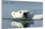 Swimming Polar Bear, Hudson Bay, Nunavut, Canada by Anonymous