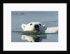 Swimming Polar Bear, Hudson Bay, Nunavut, Canada by Anonymous
