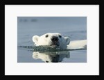 Swimming Polar Bear, Hudson Bay, Nunavut, Canada by Anonymous