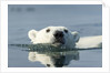 Swimming Polar Bear, Hudson Bay, Nunavut, Canada by Anonymous