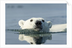 Swimming Polar Bear, Hudson Bay, Nunavut, Canada by Anonymous