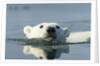 Swimming Polar Bear, Hudson Bay, Nunavut, Canada by Anonymous