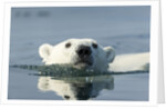 Swimming Polar Bear, Hudson Bay, Nunavut, Canada by Anonymous
