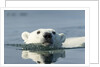 Swimming Polar Bear, Hudson Bay, Nunavut, Canada by Anonymous