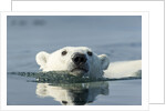 Swimming Polar Bear, Hudson Bay, Nunavut, Canada by Anonymous