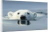 Swimming Polar Bear, Hudson Bay, Nunavut, Canada by Anonymous