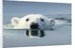 Swimming Polar Bear, Hudson Bay, Nunavut, Canada by Anonymous