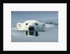 Swimming Polar Bear, Hudson Bay, Nunavut, Canada by Anonymous