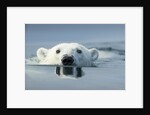 Swimming Polar Bear, Hudson Bay, Nunavut, Canada by Anonymous