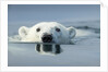 Swimming Polar Bear, Hudson Bay, Nunavut, Canada by Anonymous