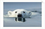 Swimming Polar Bear, Hudson Bay, Nunavut, Canada by Anonymous