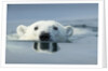 Swimming Polar Bear, Hudson Bay, Nunavut, Canada by Anonymous