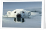 Swimming Polar Bear, Hudson Bay, Nunavut, Canada by Anonymous
