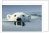 Swimming Polar Bear, Hudson Bay, Nunavut, Canada by Anonymous