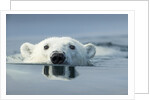 Swimming Polar Bear, Hudson Bay, Nunavut, Canada by Anonymous
