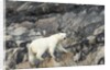 Polar Bear, Hudson Bay, Nunavut, Canada by Anonymous