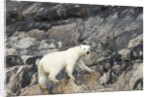 Polar Bear, Hudson Bay, Nunavut, Canada by Anonymous