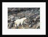 Polar Bear, Hudson Bay, Nunavut, Canada by Anonymous