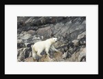Polar Bear, Hudson Bay, Nunavut, Canada by Anonymous