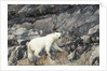 Polar Bear, Hudson Bay, Nunavut, Canada by Anonymous