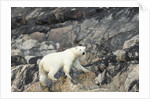 Polar Bear, Hudson Bay, Nunavut, Canada by Anonymous