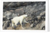 Polar Bear, Hudson Bay, Nunavut, Canada by Anonymous