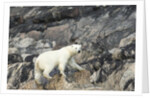 Polar Bear, Hudson Bay, Nunavut, Canada by Anonymous