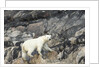 Polar Bear, Hudson Bay, Nunavut, Canada by Anonymous