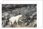 Polar Bear, Hudson Bay, Nunavut, Canada by Anonymous
