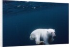 Underwater Polar Bear near Frozen Strait, Nunavut, Canada by Anonymous