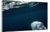 Underwater Polar Bear near Frozen Strait, Nunavut, Canada by Anonymous