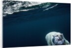 Underwater Polar Bear near Frozen Strait, Nunavut, Canada by Anonymous