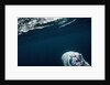 Underwater Polar Bear near Frozen Strait, Nunavut, Canada by Anonymous