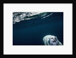Underwater Polar Bear near Frozen Strait, Nunavut, Canada by Anonymous
