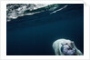Underwater Polar Bear near Frozen Strait, Nunavut, Canada by Anonymous