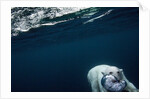 Underwater Polar Bear near Frozen Strait, Nunavut, Canada by Anonymous