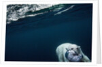Underwater Polar Bear near Frozen Strait, Nunavut, Canada by Anonymous